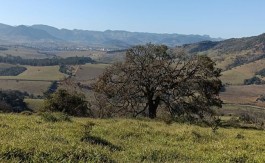 Terreno Gonçalves (6)